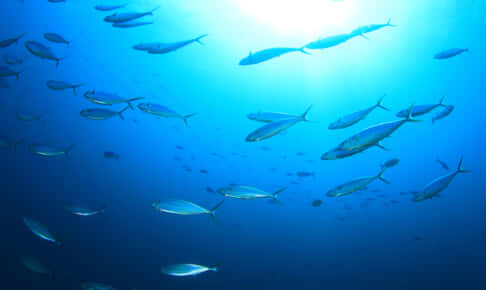 未利用魚